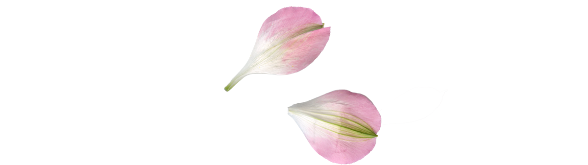flower-strip-2A.png