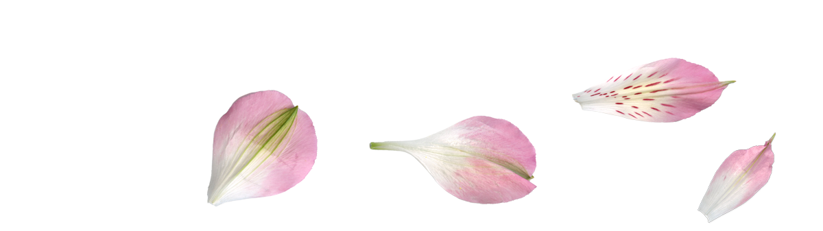 flower-strip-1D.png