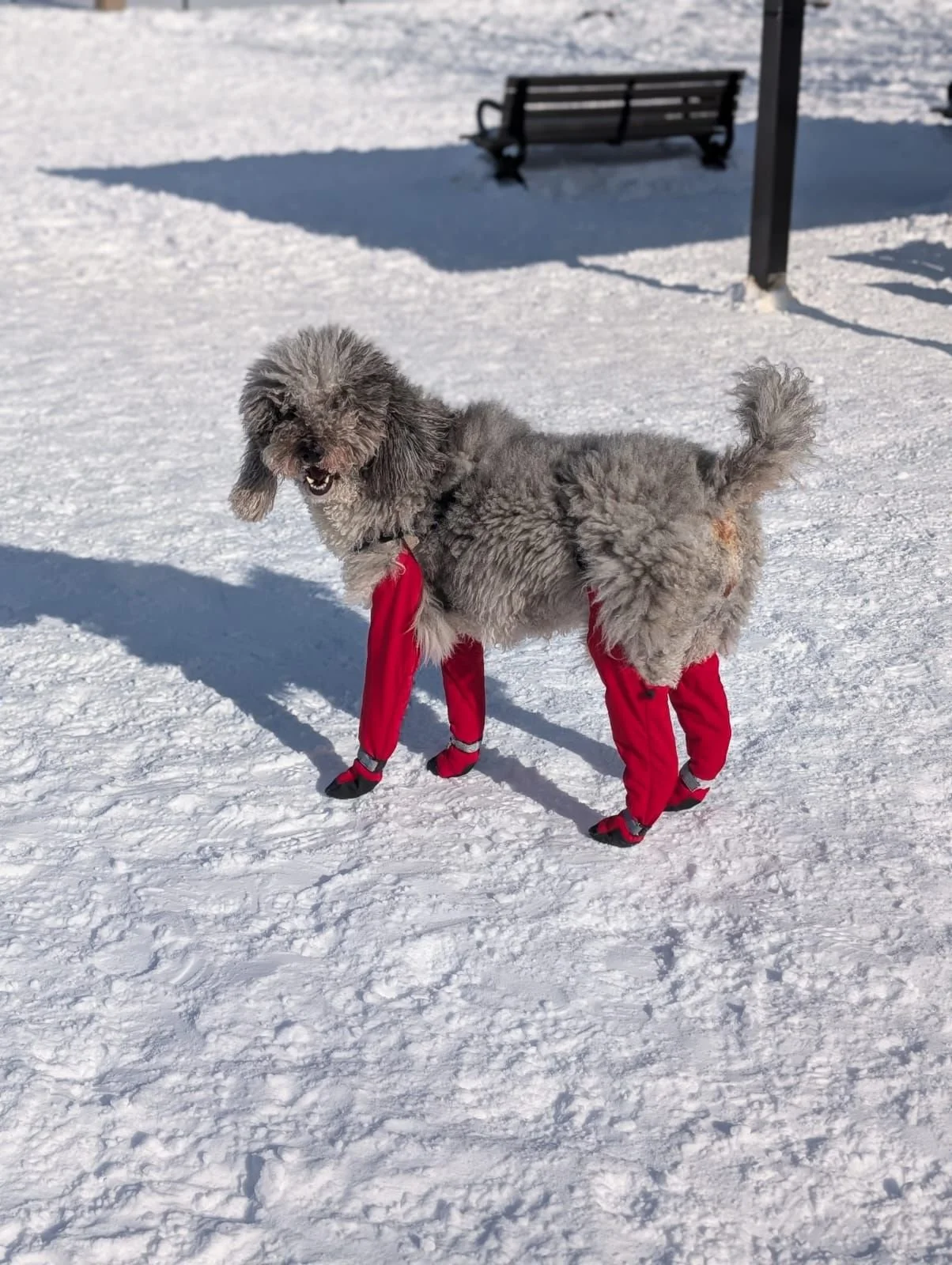 Canada Pooch Suspender Long Red Dog Boots.jpeg