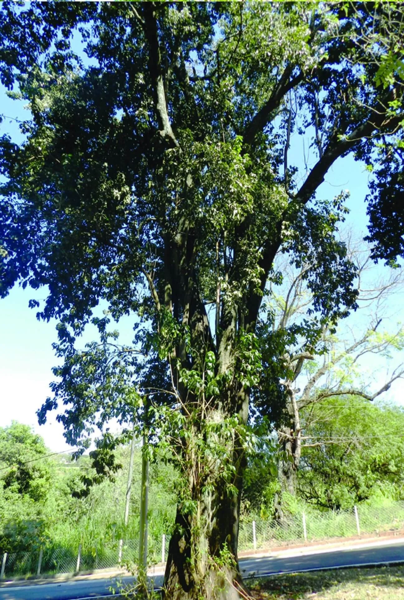 pau-dalho-5.jpg