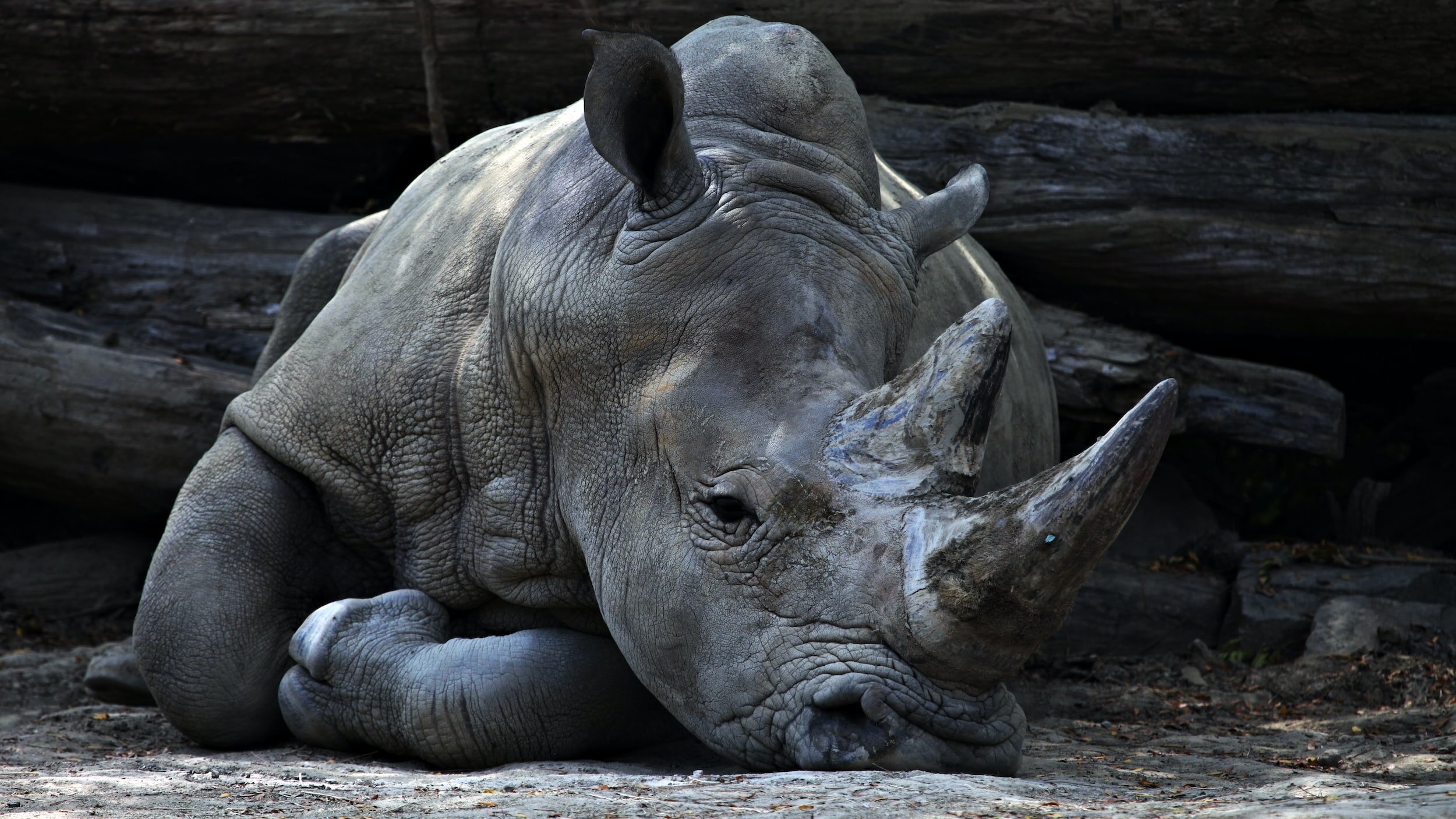 Hwange Community Rhino Conservation Initiative - Zimbabwe &gt; 