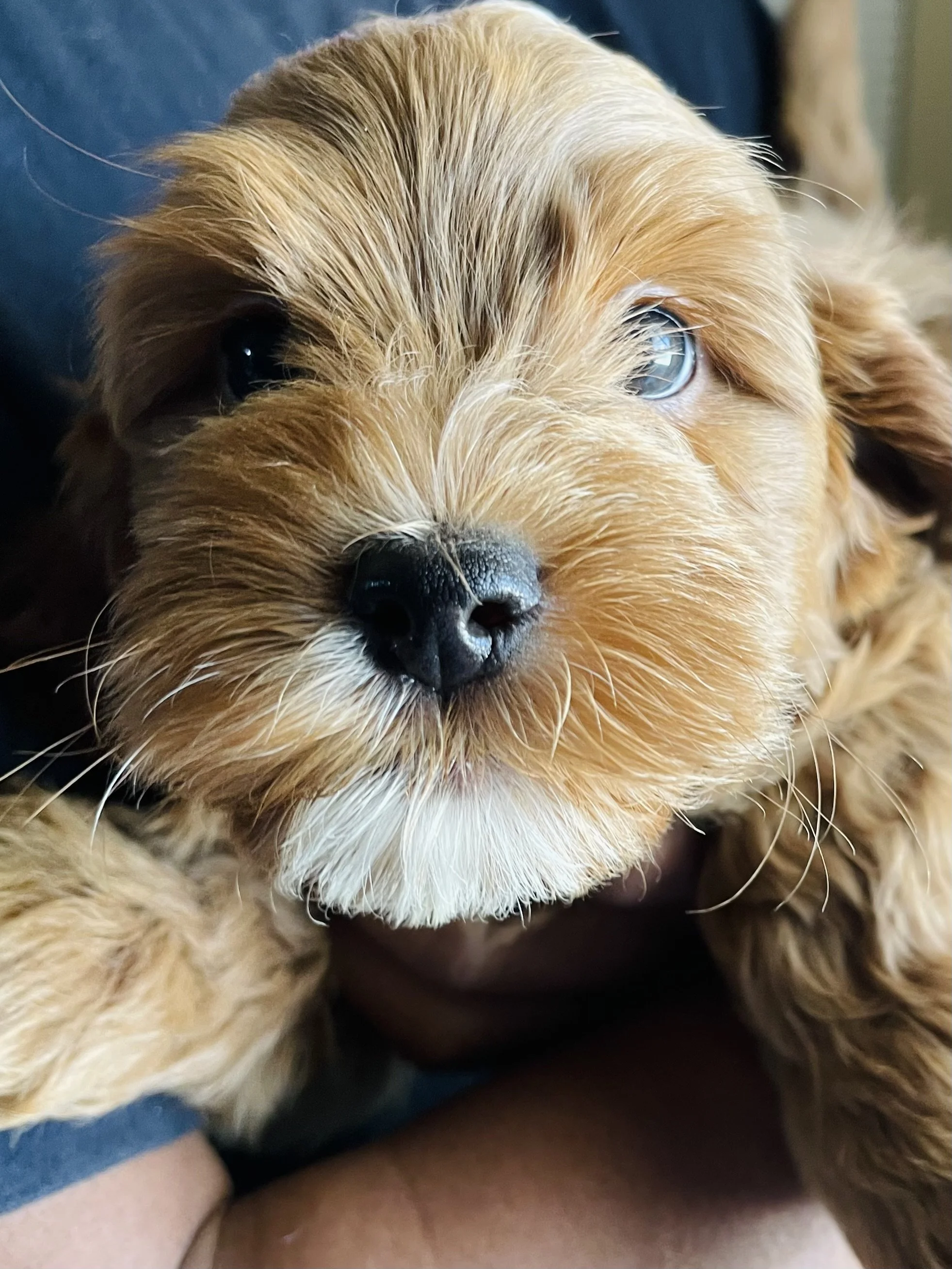 Close-up of a tan-colored puppy with fluffy fur and a black nose resting on a person's arm.