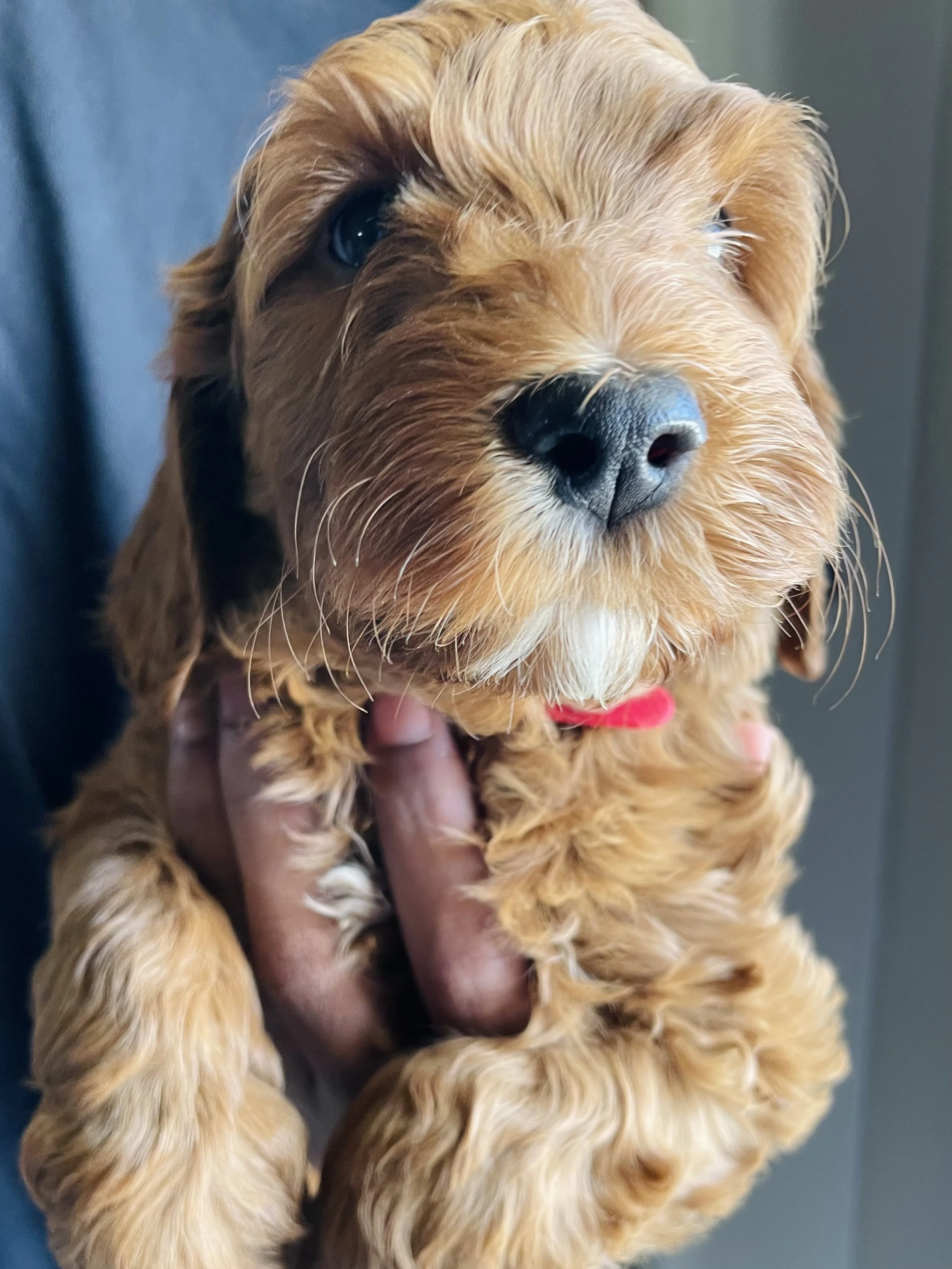 Close-up of a young puppy with curly, golden fur and dark eyes, being held in someone’s hand.