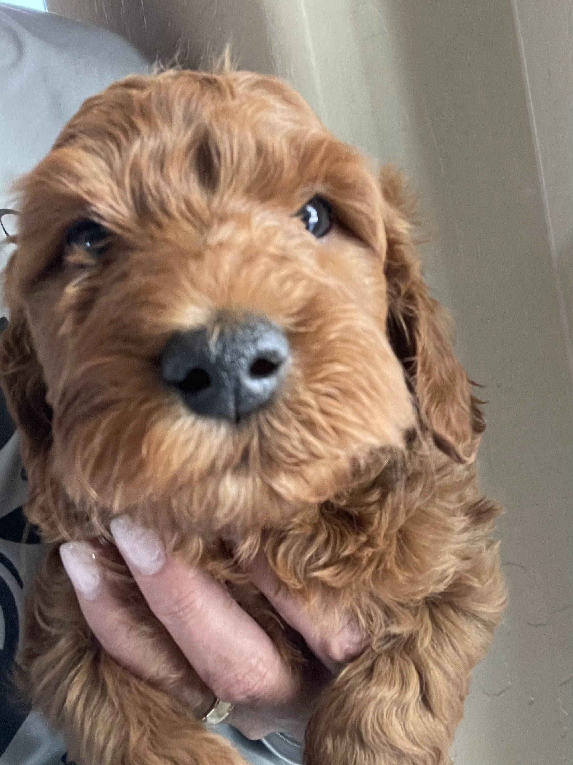 A close-up of a golden retriever puppy being held by a person's hand, showing the puppy's face and part of its body.