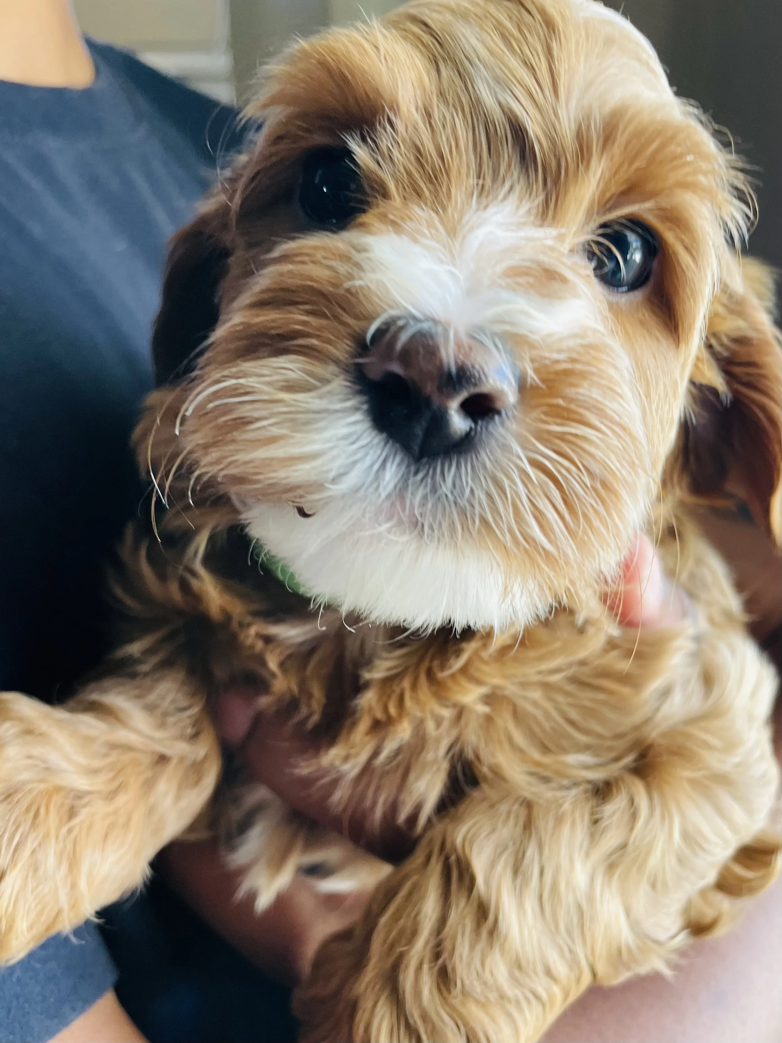 Close-up of a fluffy, light brown puppy with dark eyes and a white patch on its nose, being gently held by someone wearing a blue sleeve.