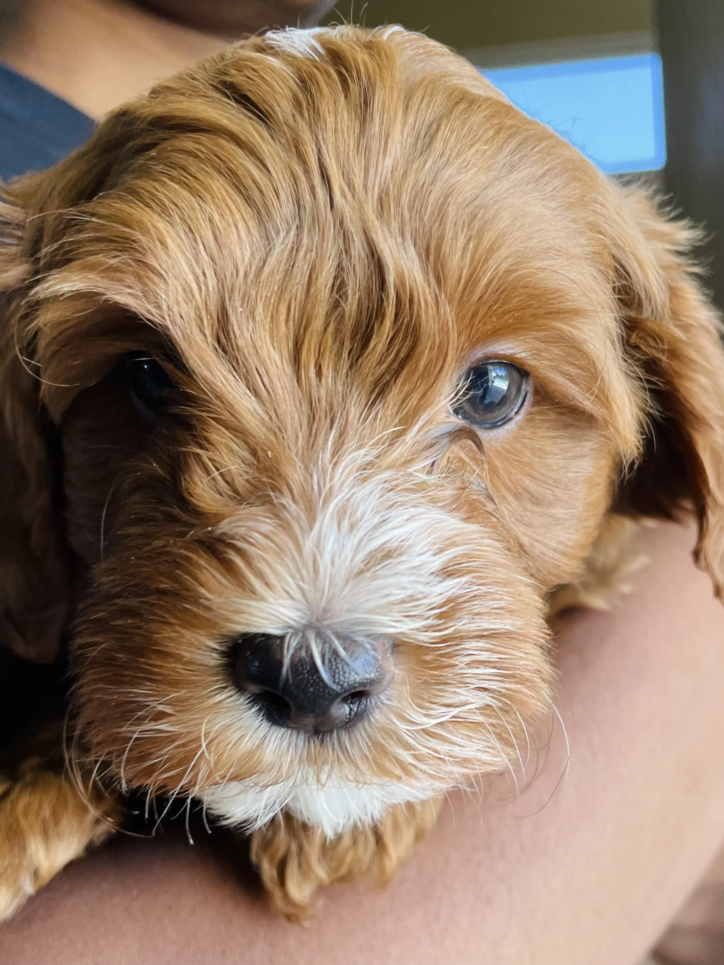 Close-up of a small puppy with brown fur and white markings, resting on someone's arm.