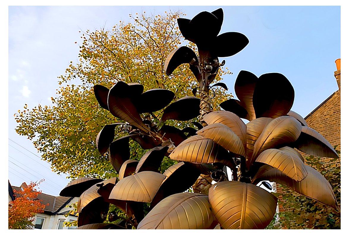 paloma tree 2.jpg