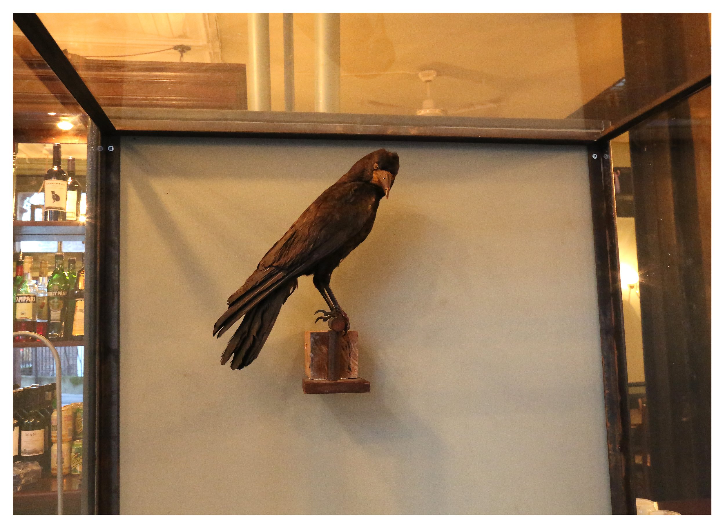 bird in jackdaw.jpg