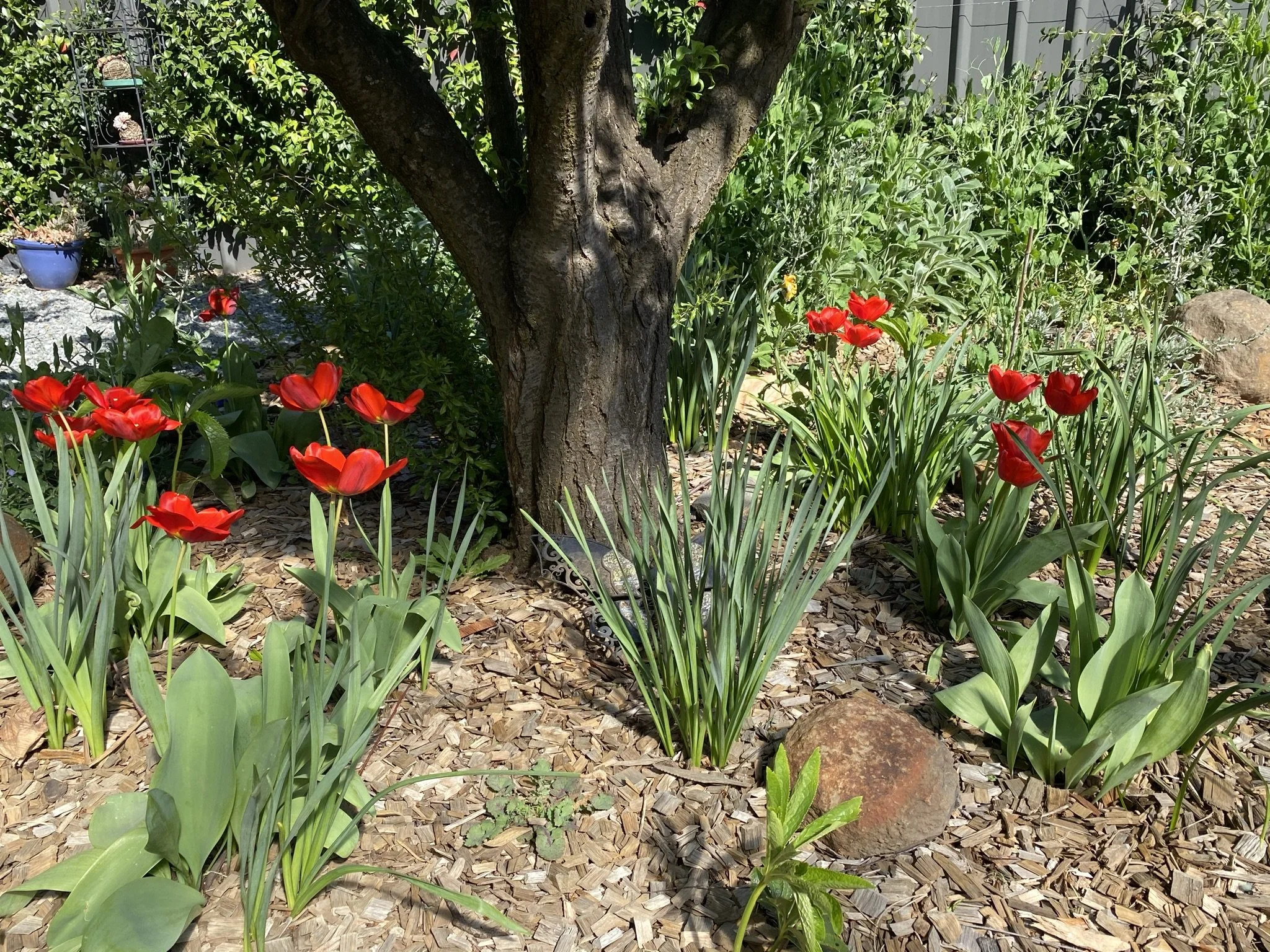 serenity garden design orange - fire pit area, parents retreat, secluded corner