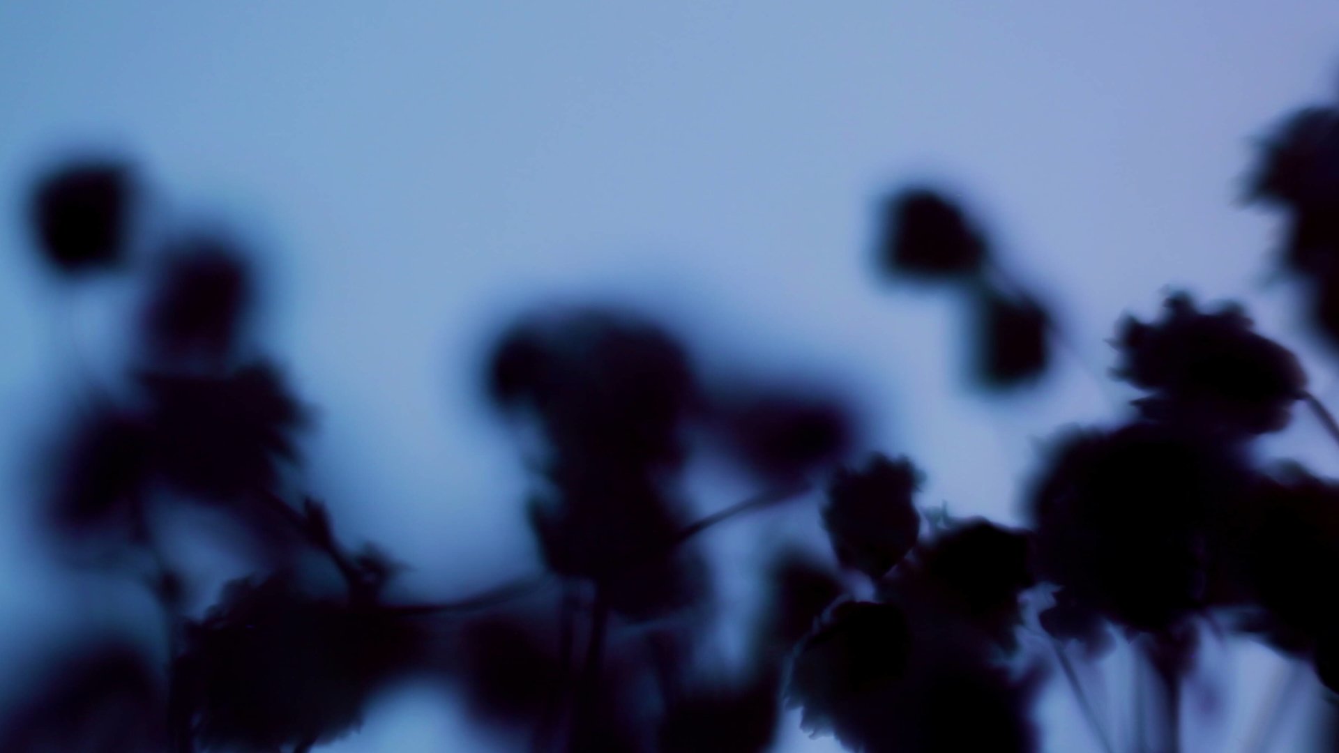 Still from video - 2024 - © Gabriela Hébert