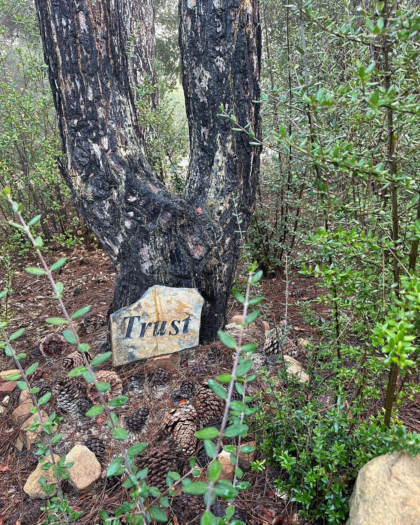 I stumbled upon this scene in the woods a few months ago. Snapped a photo because it seemed cool that this stone was laying against a random tree. Didn&rsquo;t realize that starting from the day after I took this photo that I would be launched into a