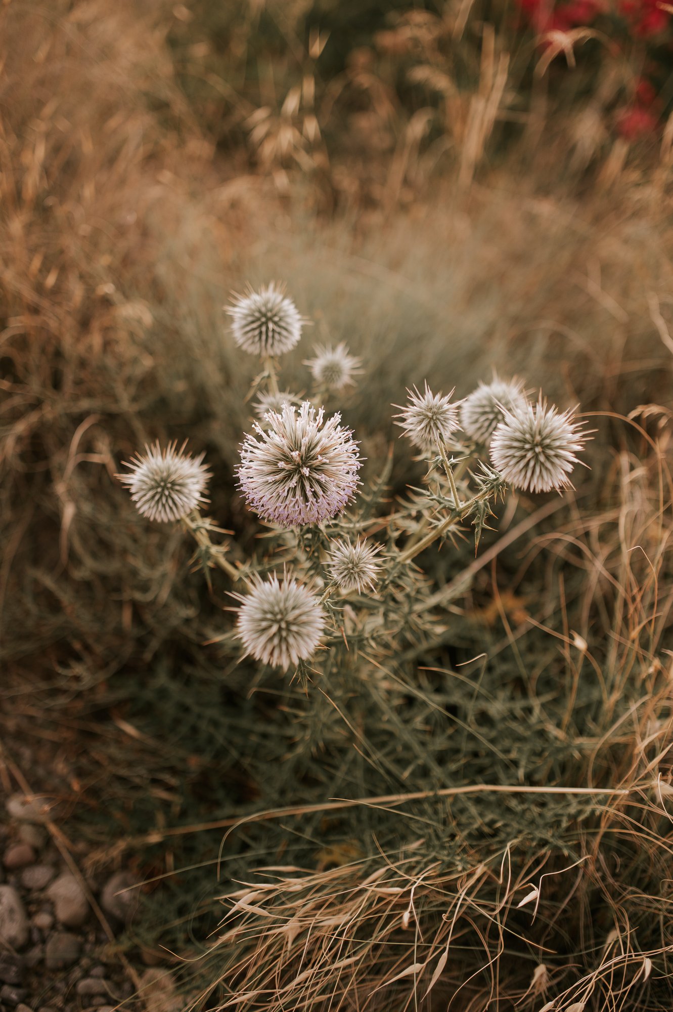 FM3_6214.jpg