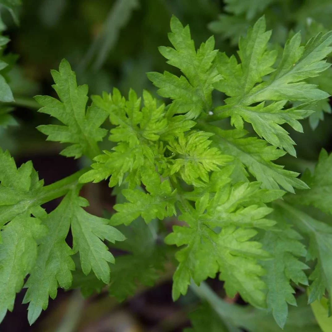 Mugwort leaves