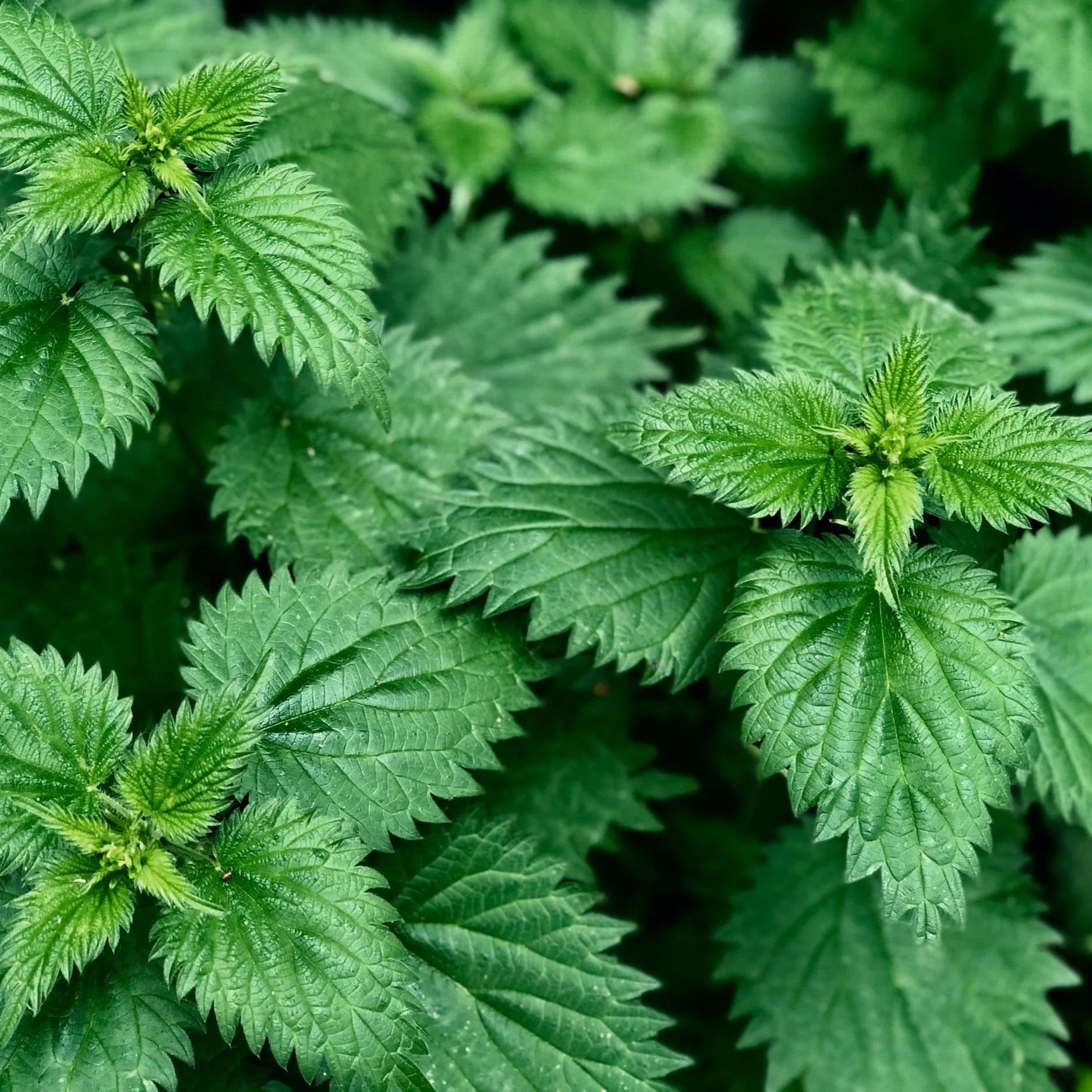 Nettle leaves