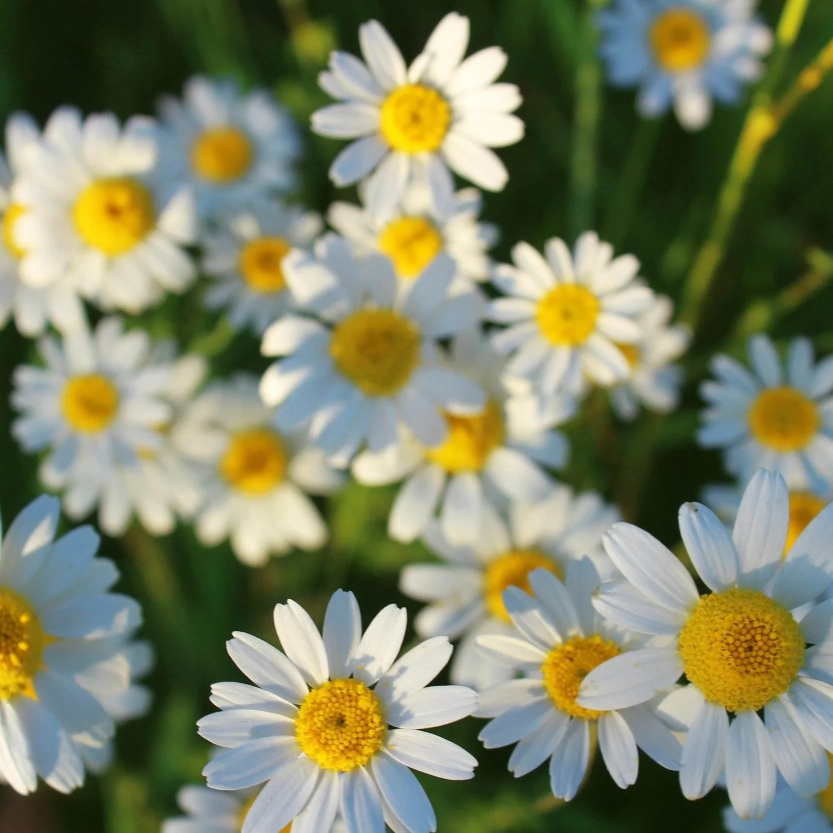 Chamomile flowers