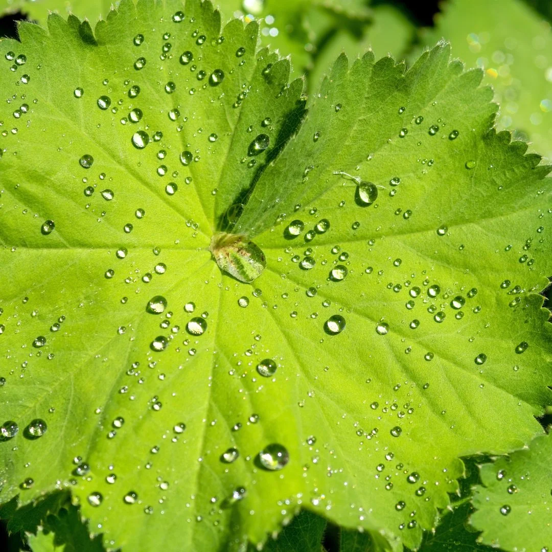 Lady's mantle leaves