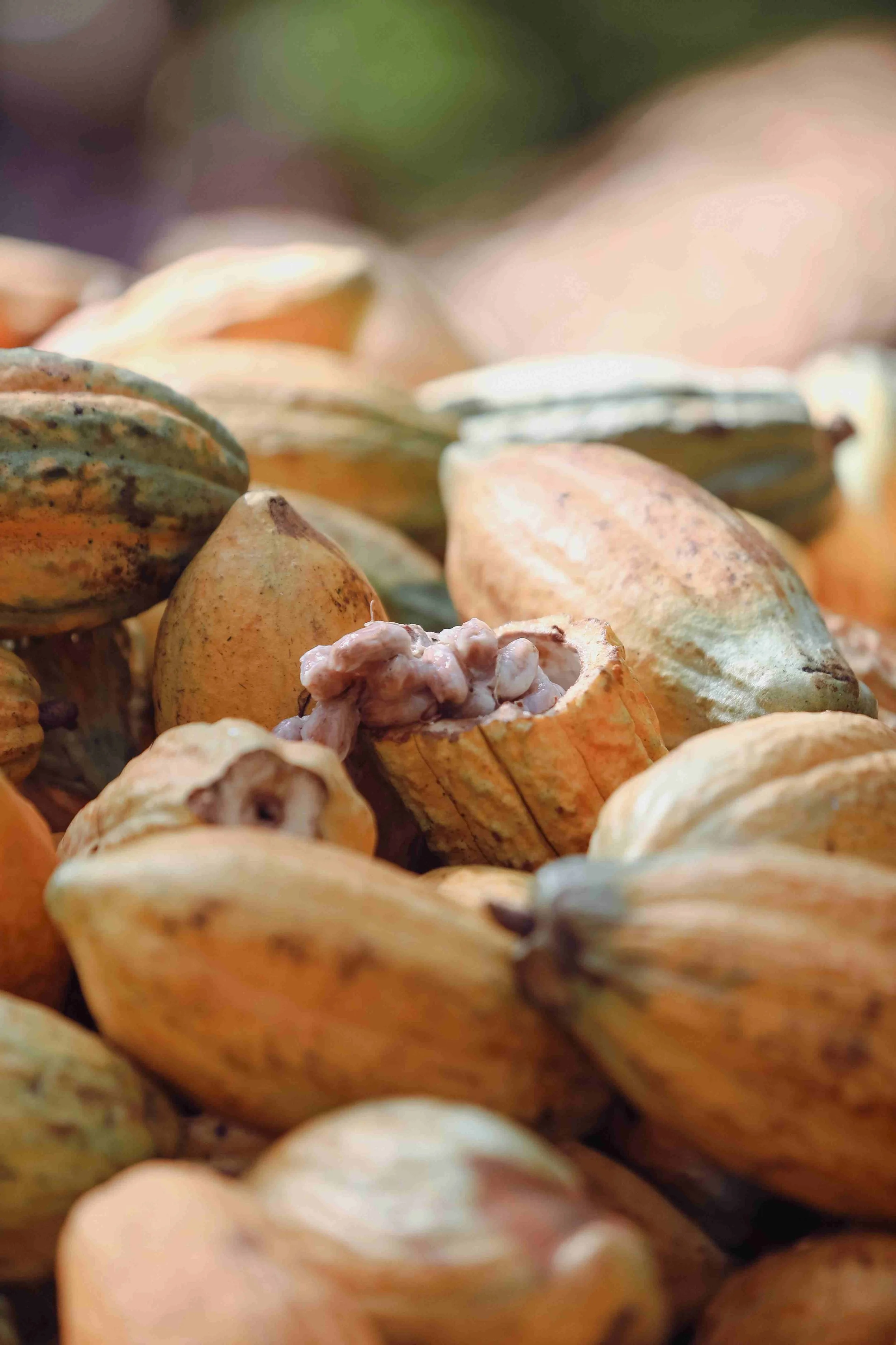 Ripe cacao beans