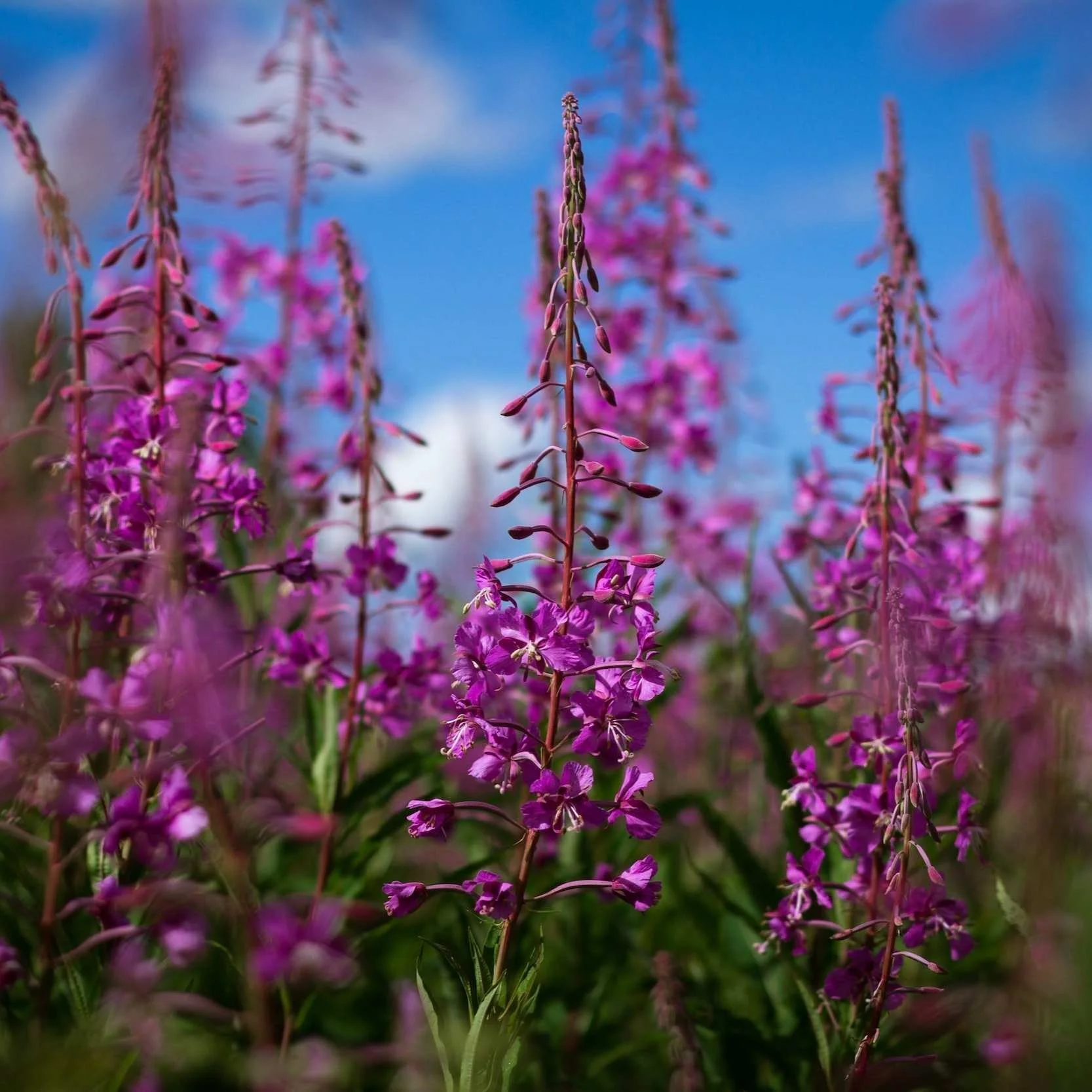 Fireweed in bloom