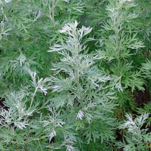 Wormwood leaves
