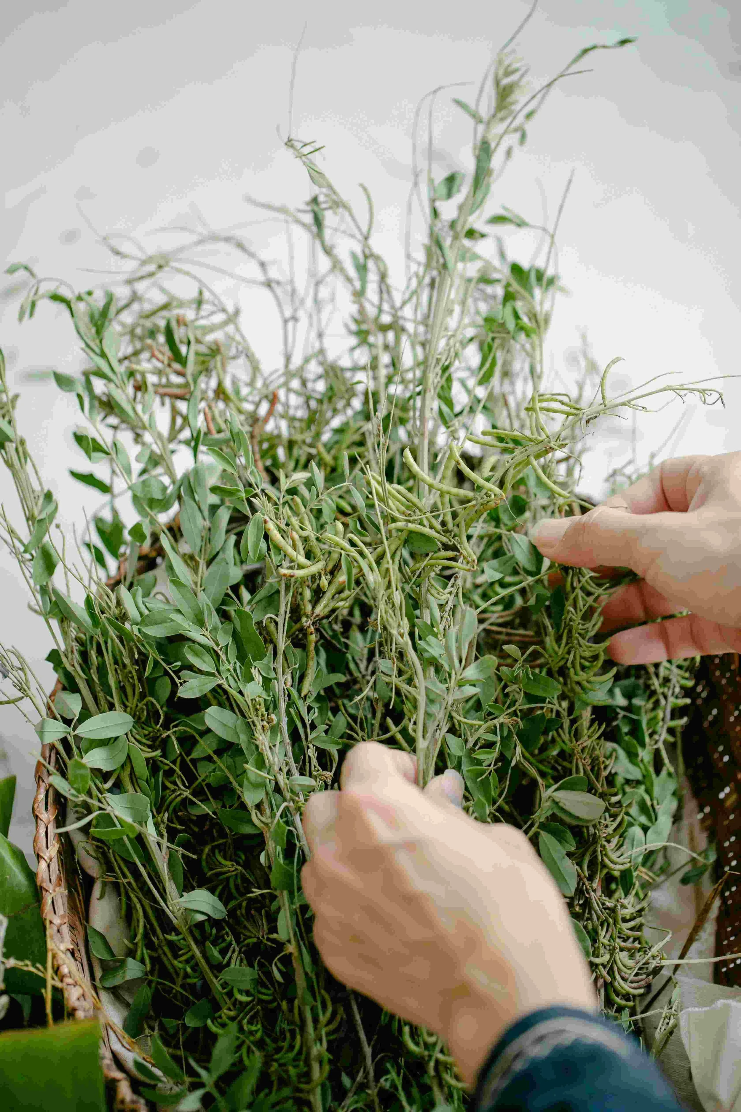 Busked of dried herbs for a yoni steam