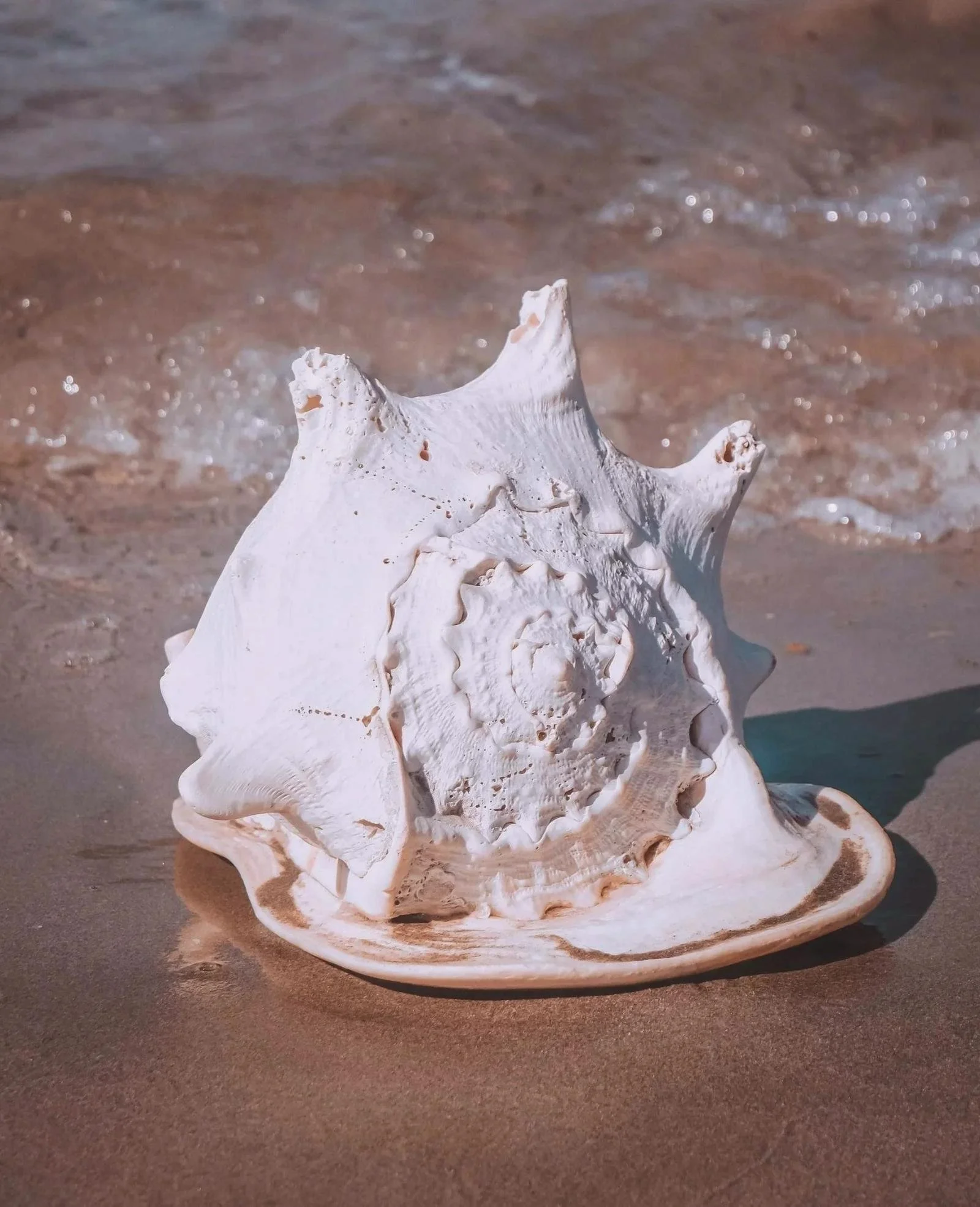 Conch shell near the ocean