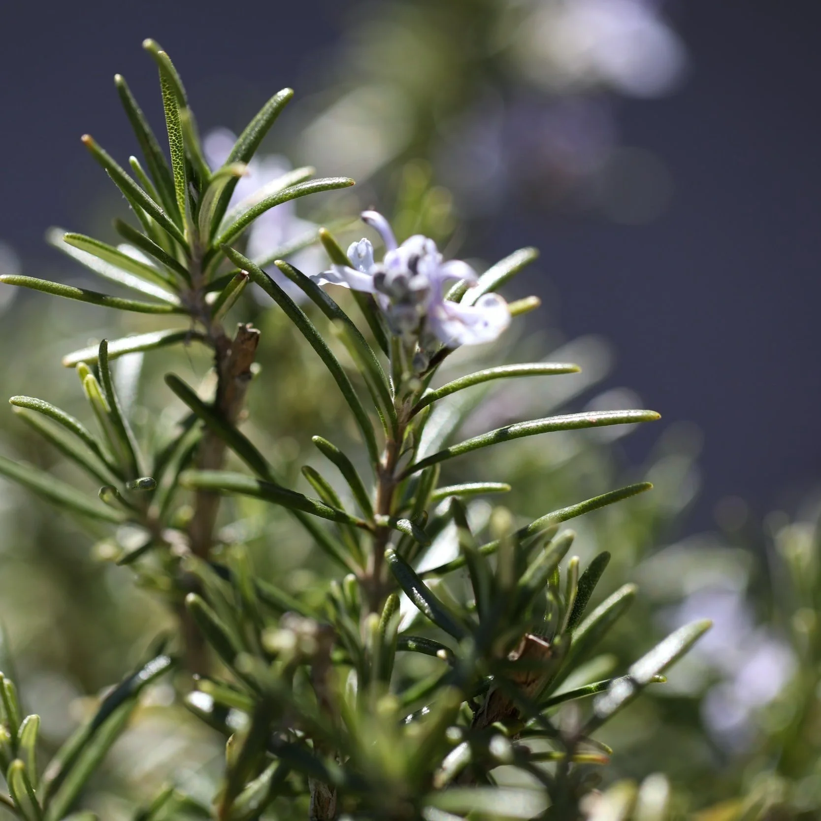 Rosemary sprigs