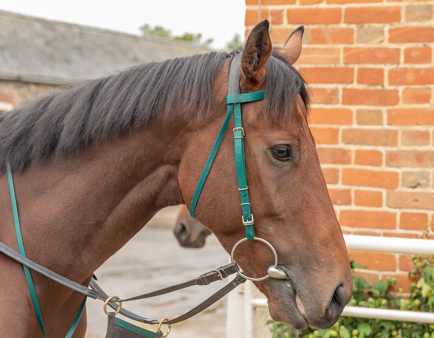 Close-up of a brown horse with black mane, wearing a teal and gray bridle, standing outdoors near a brick wall and green plants.