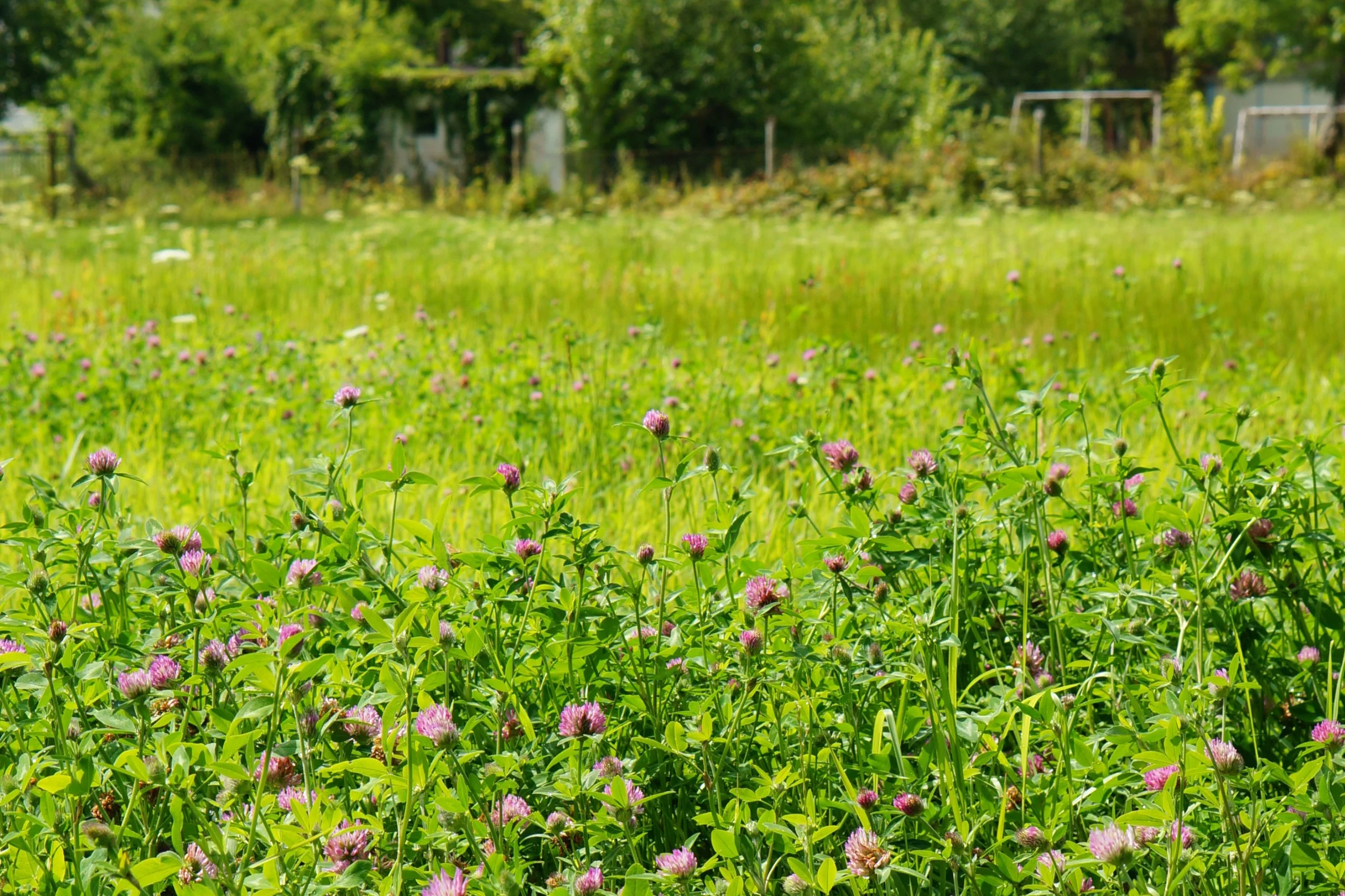 Incontro · I giardini naturali e il mondo del riccio