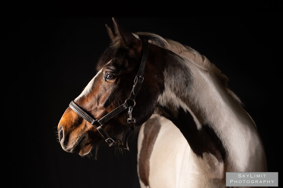 Portrait Days - Coming to a yard near you