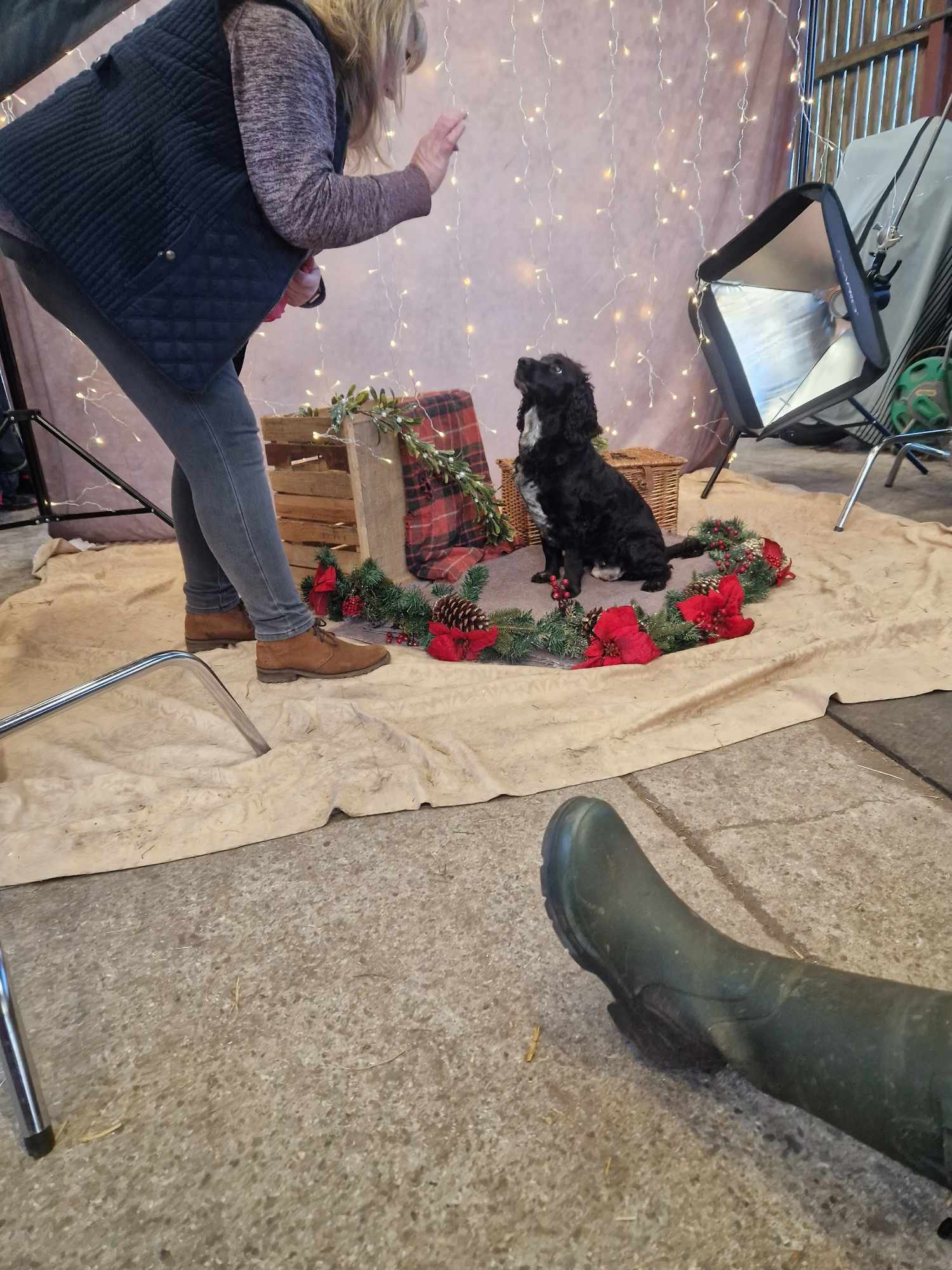 BTS for the festive dog portrait day