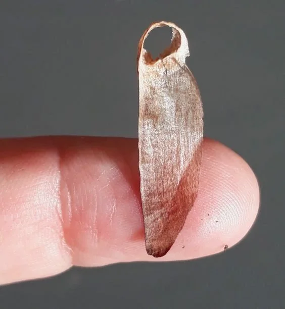 Semear : projetos e generosidade