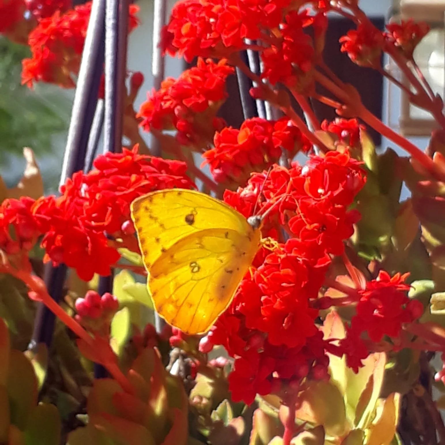 Borboletear no mistério da aprendizagem