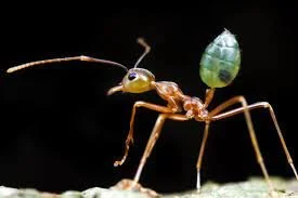 Lugares de sonhares: a formiga verde de Herzog