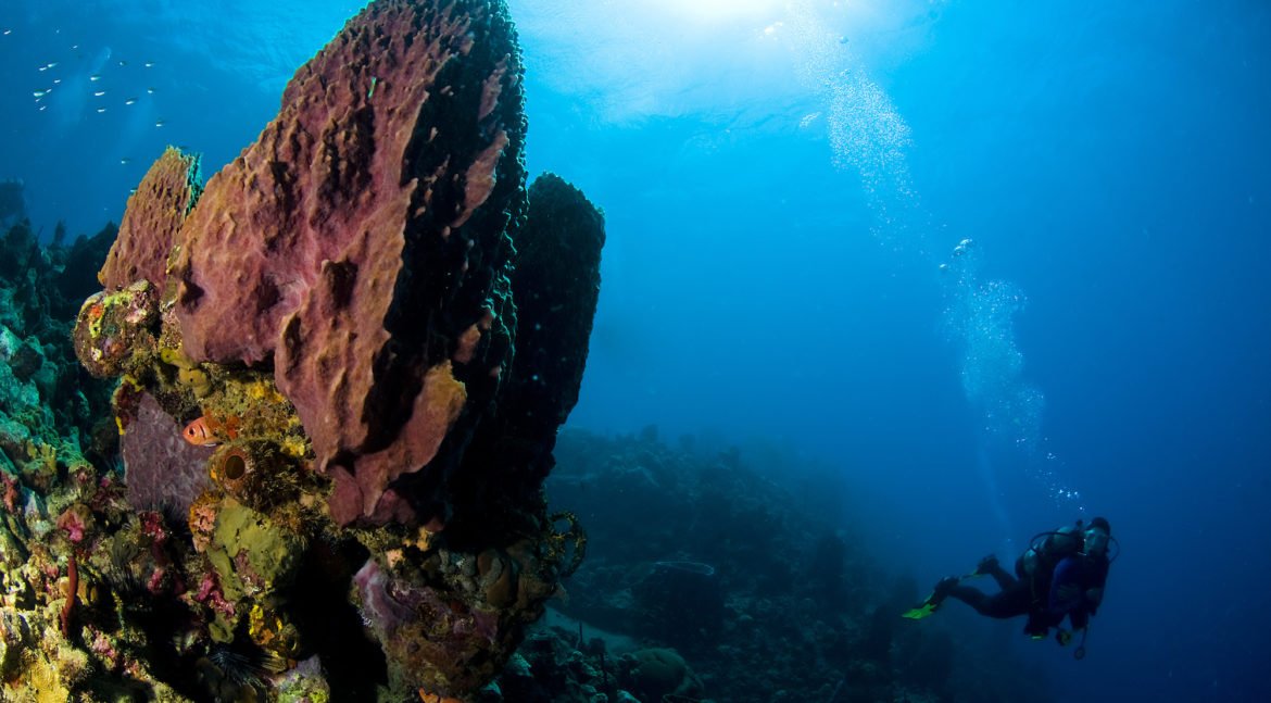 Dive a coral reef with One Ocean Scuba in Dominica.