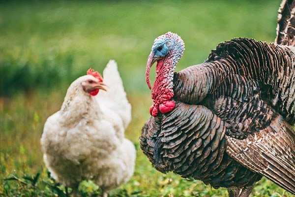 You two go ahead and hash out today. And we&rsquo;ll see you back here tomorrow! Happy Thanksgiving, everyone!