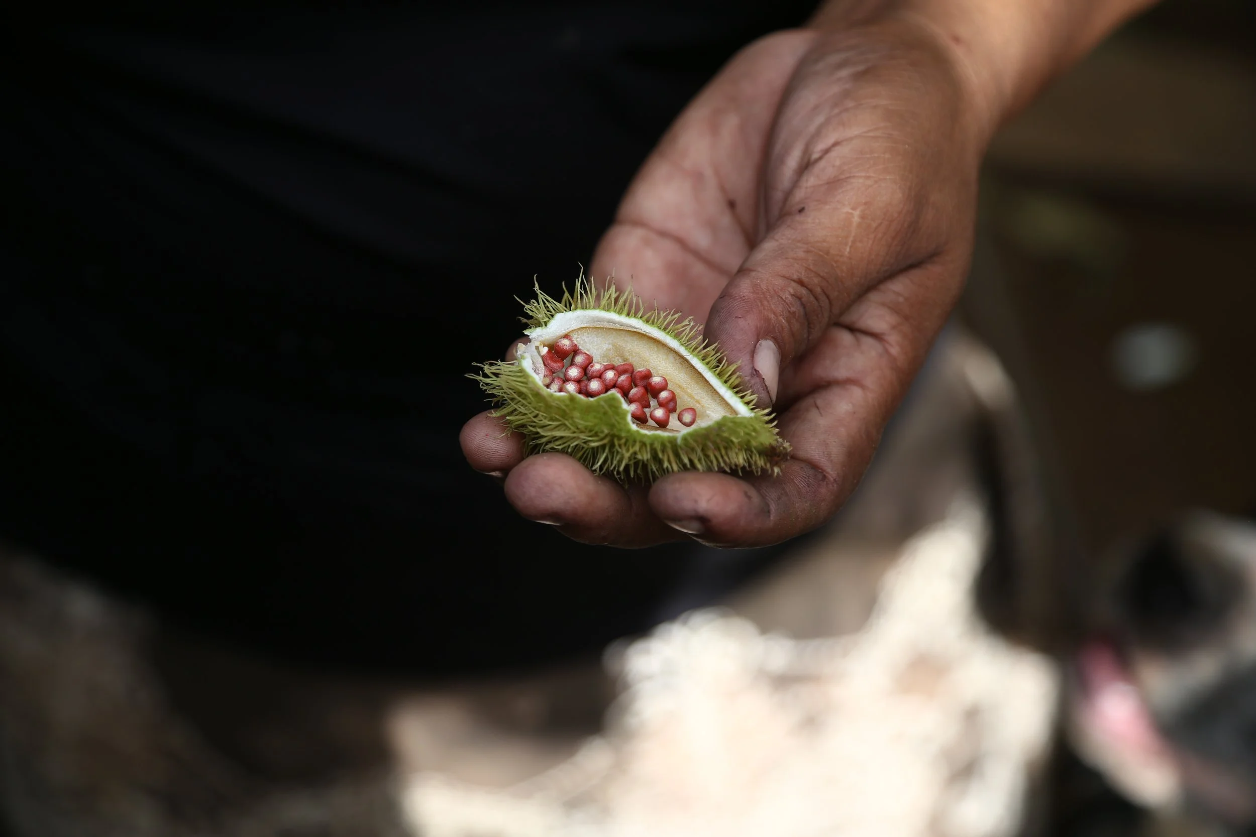  Seeds of roucou. Roucou is a cultural marker that is used as a red pigment by indigenous tribes of the Amazon. Indigenous children of the residential schools were forbidden to wear any. 