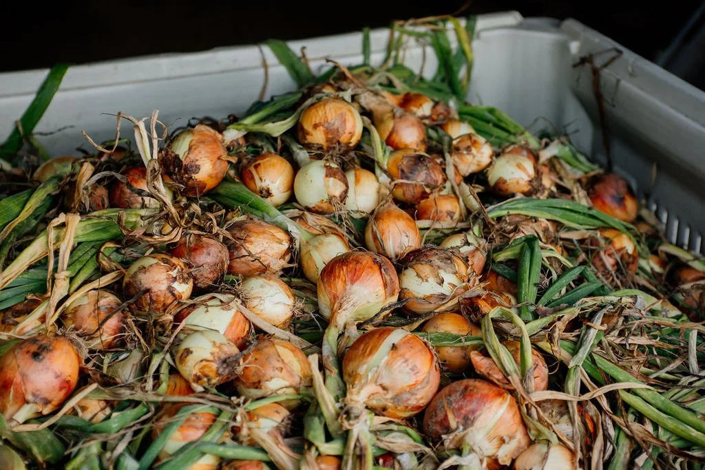 A collection of harvested onions with green stems still attached, piled together in a container.