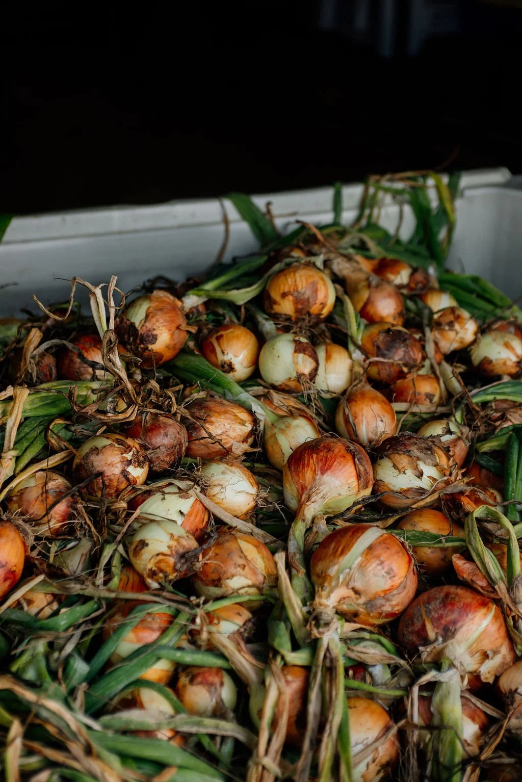 A pile of harvested onions with green stems, some dirt, and dried roots, in a white container.
