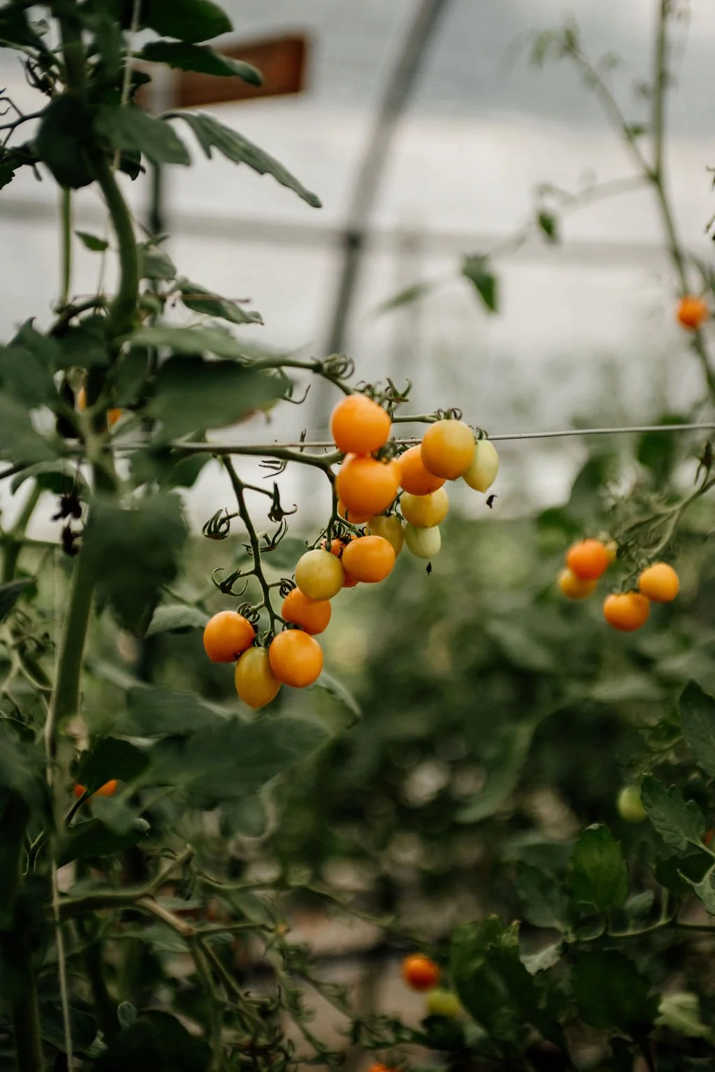 Cluster of ripening cherry tomatoes on a vine inside a greenhouse.
