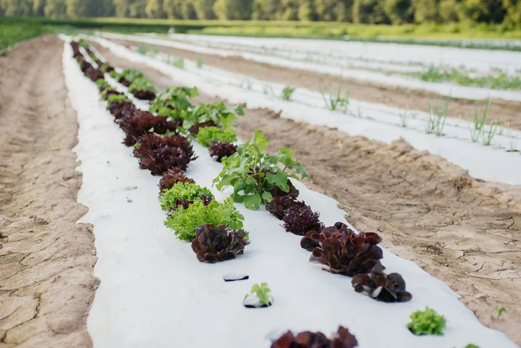 Rows of lettuce and other leafy greens growing in a field with white plastic mulch.