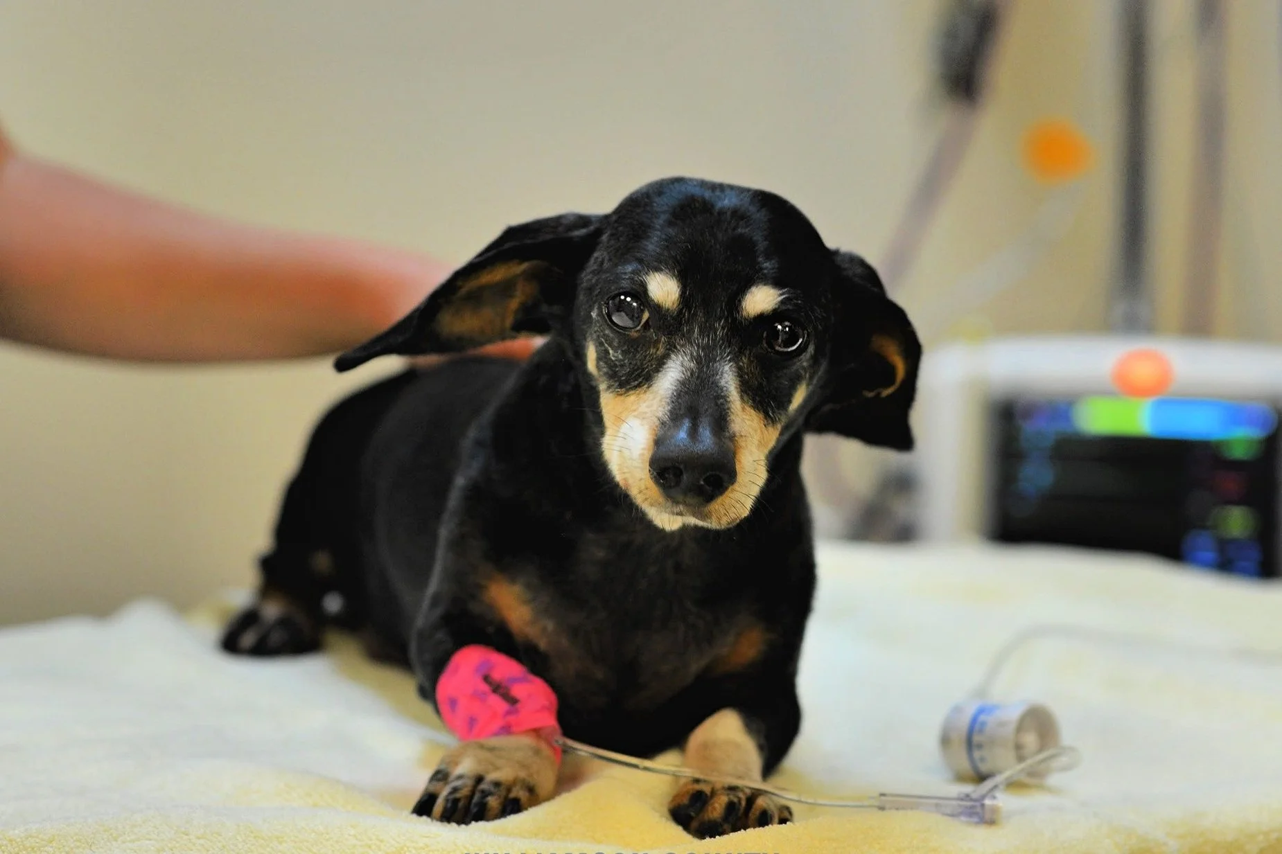 Williamson County Animal Hospital