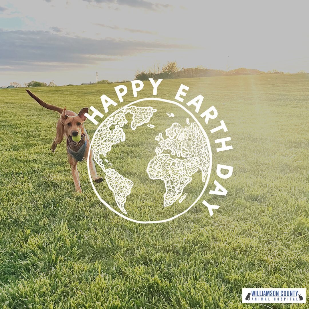 Happy Earth Day and FriYAY 🌎 we love living life with our furry friends!🐶🐱🐾 Enjoy the beautiful weather this weekend🌸☀️

We are here tonight until midnight if you need us!🤩 

#WCAH #earthday #furryfriends #hereforyou #franklintn #vetlife #willi