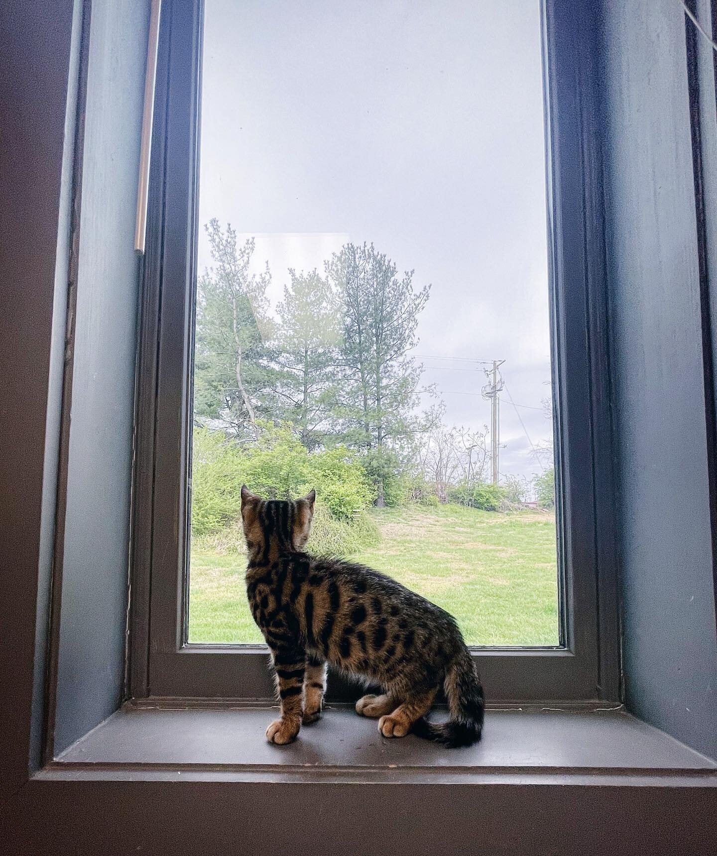 Elvis here hoping your caturday is filled with adventure and snuggles (and maybe some treats)🐱🧡

Enjoy the beautiful weekend, have fun and stay safe!🐾🥰 we are open today till 3PM!

#wcah #hereforyou #williamsoncountyanimalhospitalcares #franklint