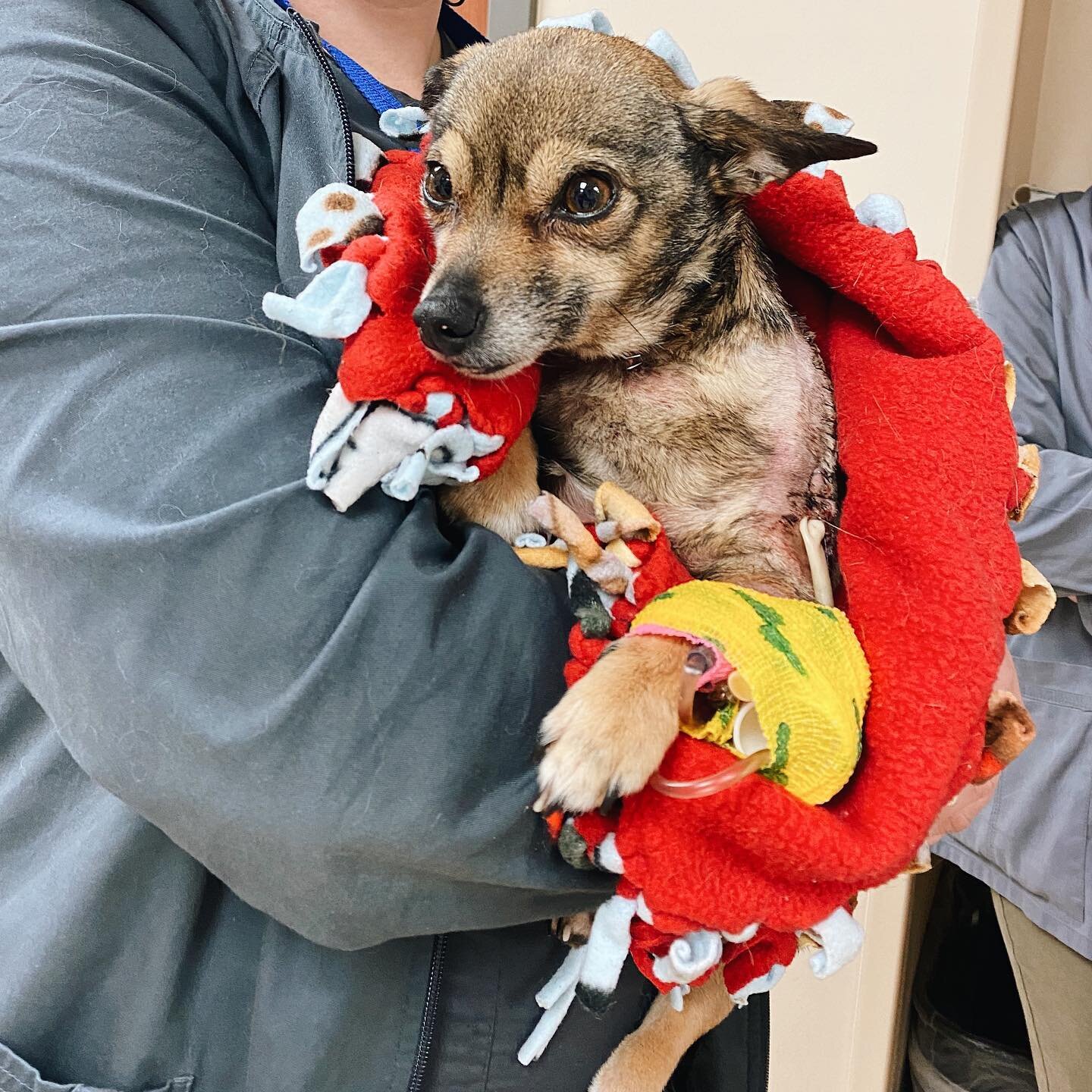 This is Coco. She is many things, a fighter, resilient, and strong. She is tiny and very mighty, the list goes on. 

Coco was attacked one afternoon and brought to us by her dad. After fighting for her life at our animal hospital for a week Coco fina