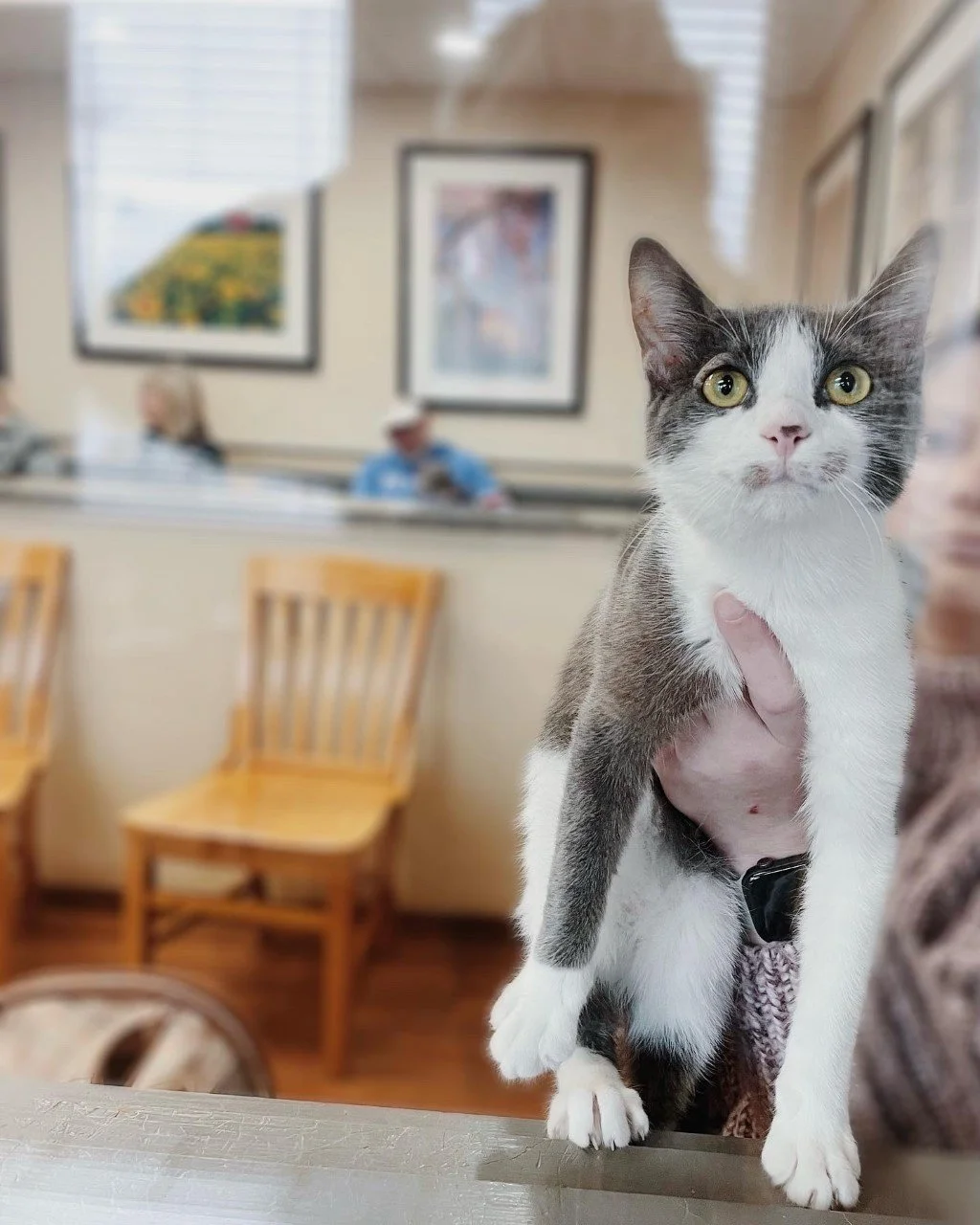 pheobecat1.jpg