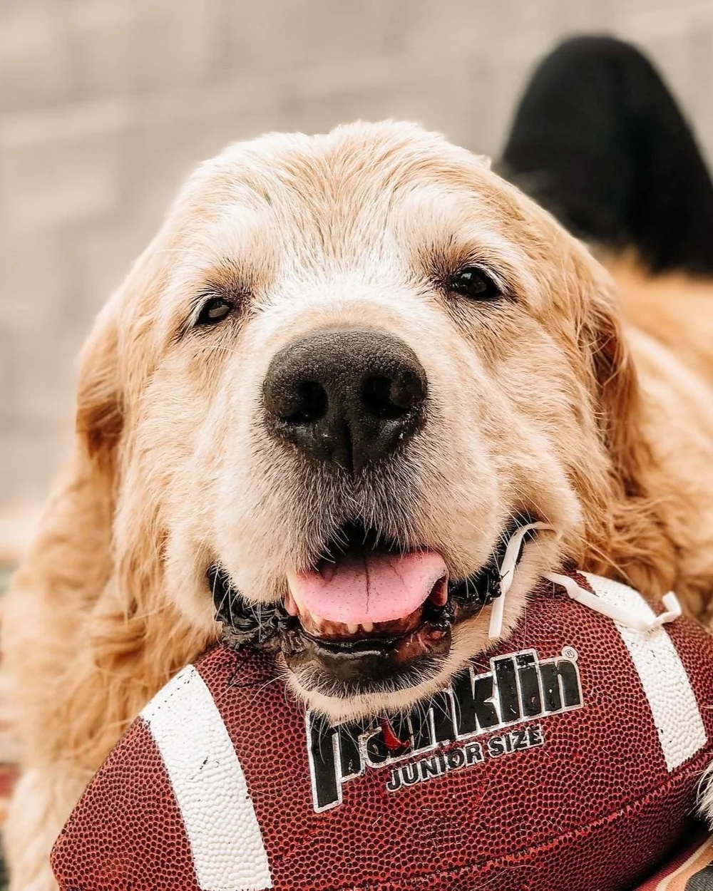 Blog — Williamson County Animal Hospital