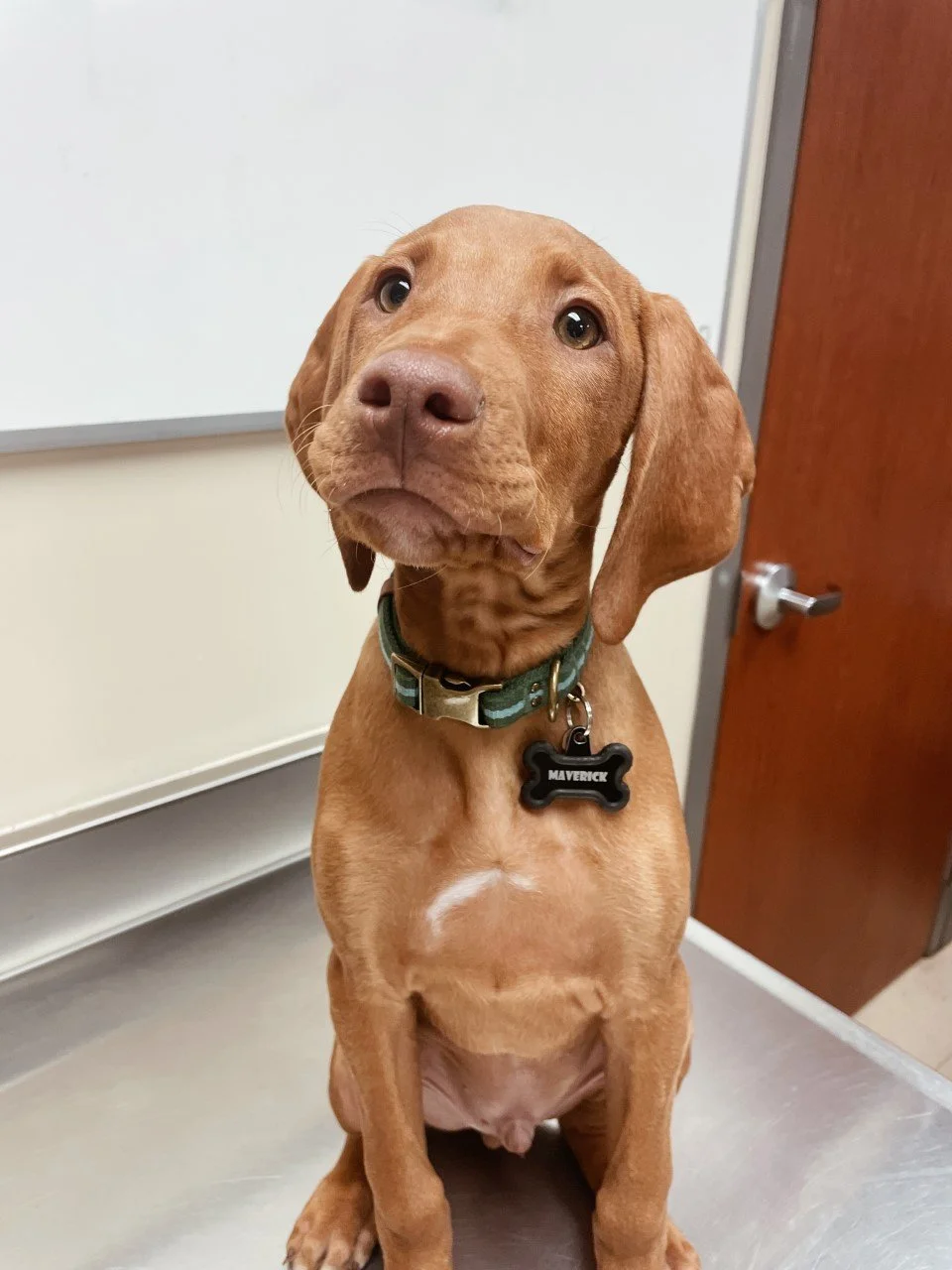 puppymaverick.jpg