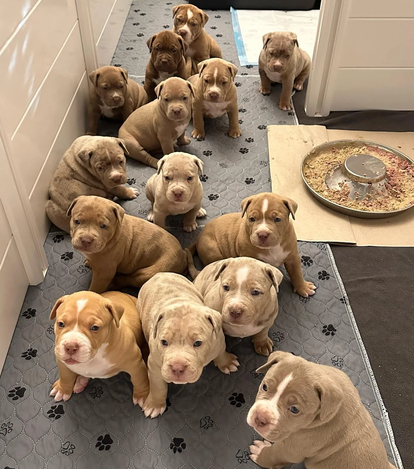 XL American Bully litter Dallas TX – DTX Bullies puppies for sale