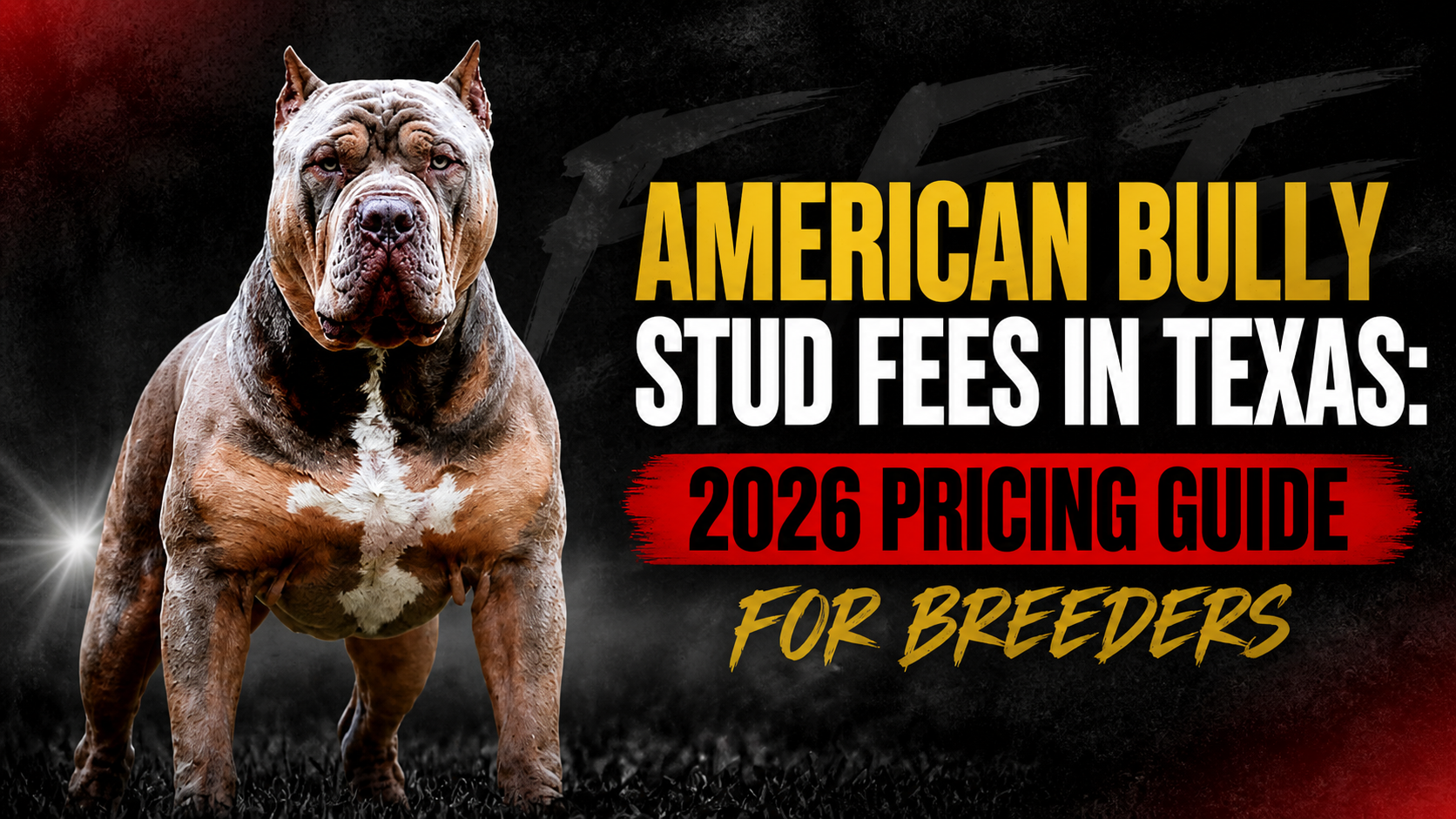 American Bully Stud Fees in Texas: 2026 Pricing Guide for Breeders.