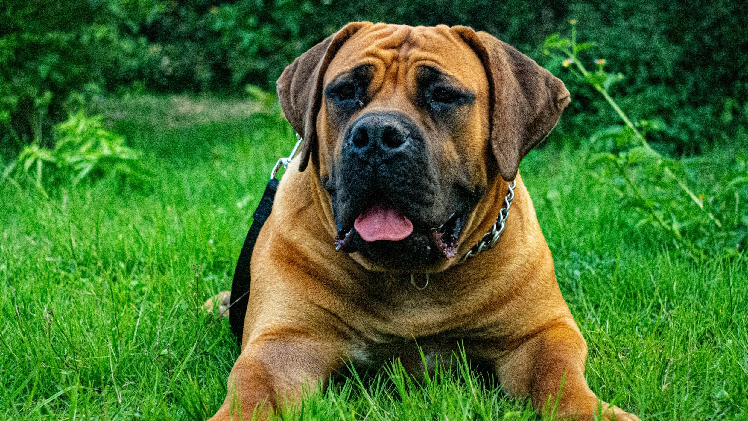 English Mastiff vs XL American Bully